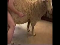 Post party sheep fuck